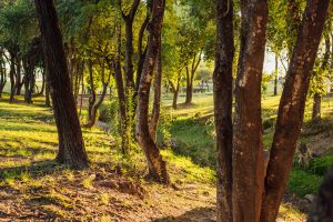 Manantiales es un barrio comprometido con la conservación y la restauración de las áreas naturales