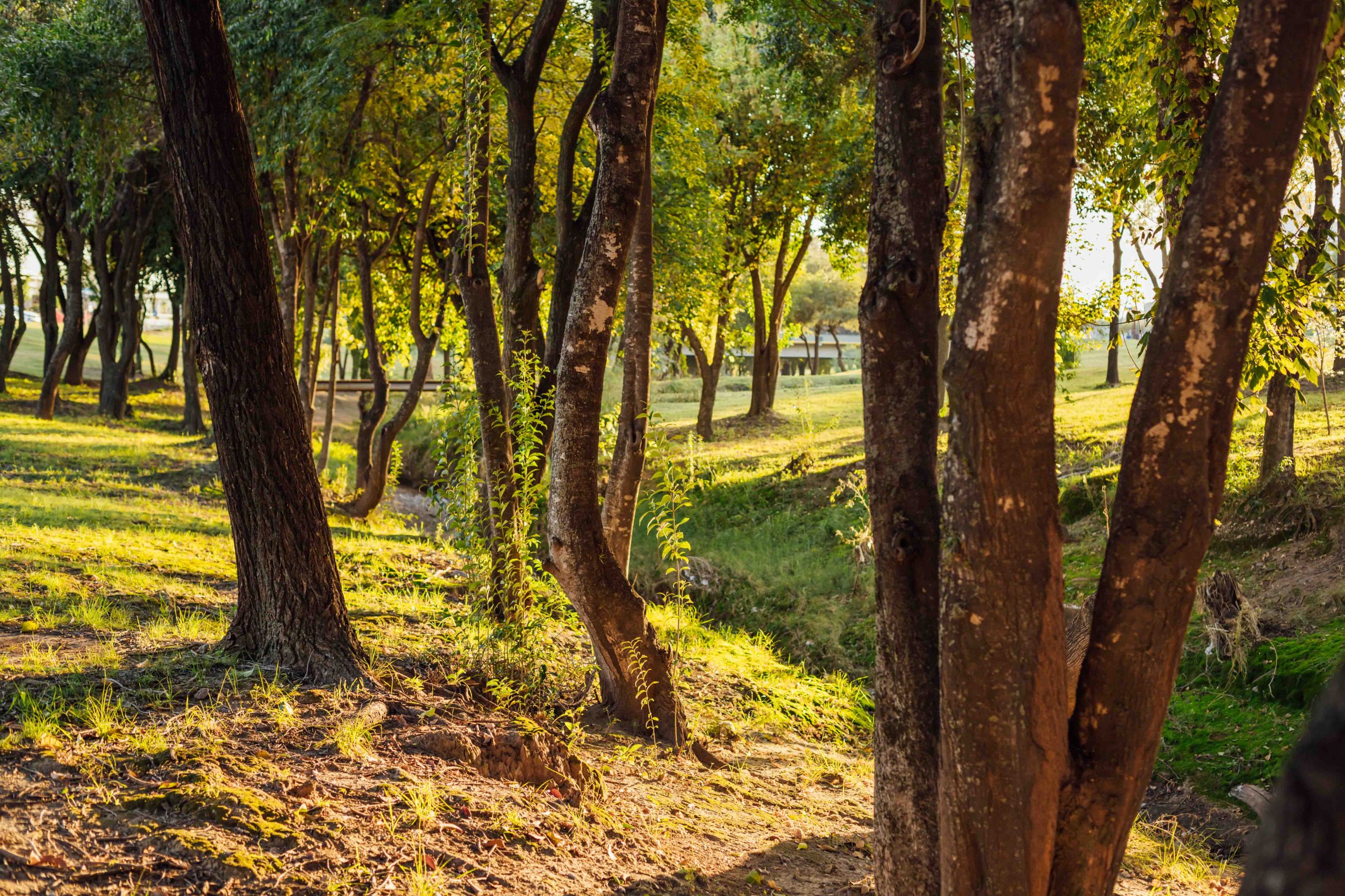 Manantiales es un barrio comprometido con la conservación y la restauración de las áreas naturales