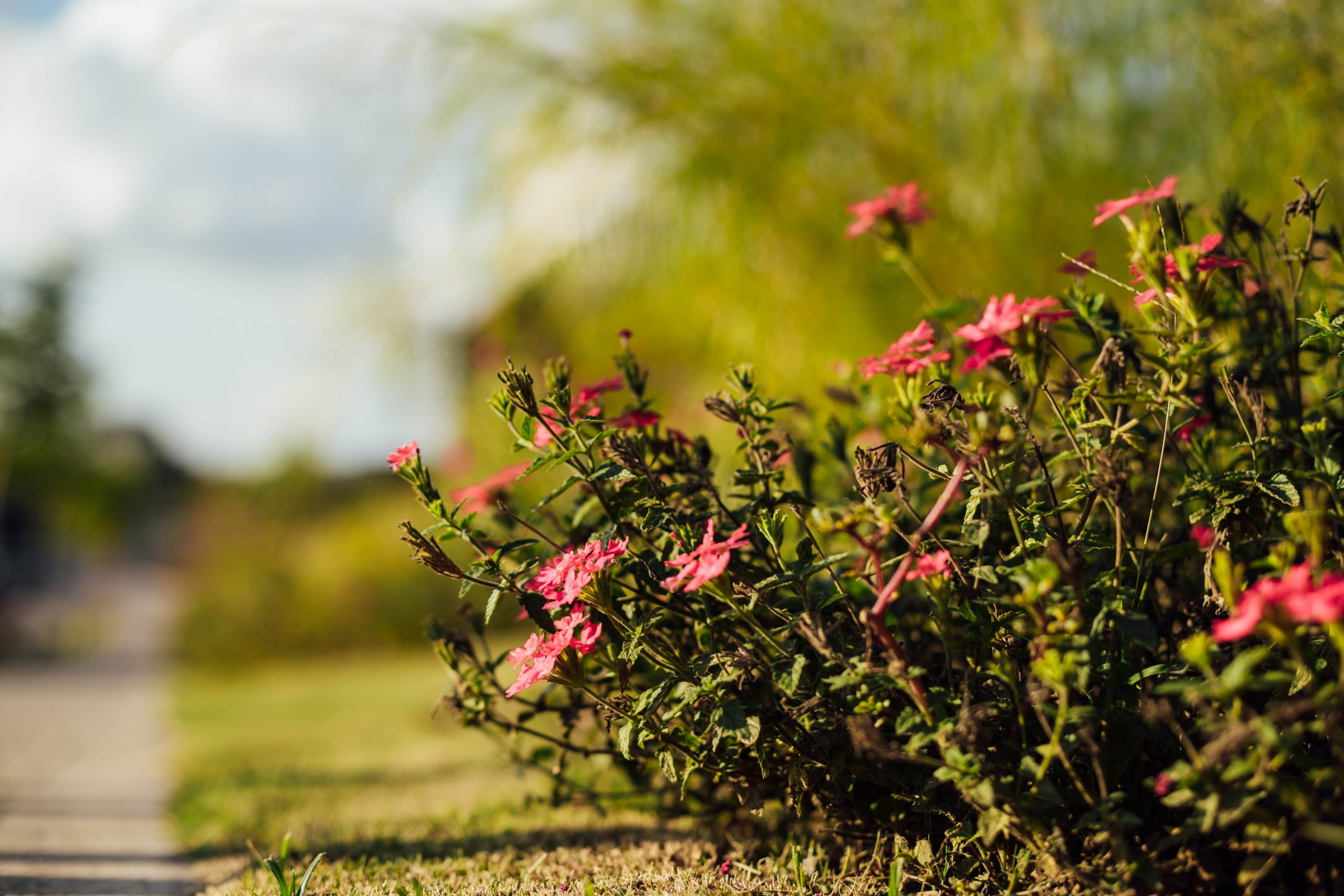 Cómo llenar tu jardín de aromas intensos